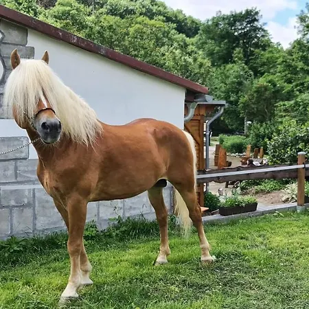 Auf Dem Reiterhof アパート ヴェルニゲローデ